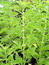 Lycopus europaeus, Gemeiner Wolfstrapp, Färbepflanze, Färberpflanze, Pflanzenfarben,  färben, Klostergarten Seligenstadt
